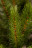 Искусственная сосна Прелестная 185 см зеленая