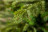Искусственная ель Шервуд Премиум 230 см зеленая стройная