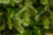 Искусственная ель Шервуд Премиум 230 см зеленая стройная