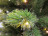 Искусственная ель Триумф Де Люкс 260 см 416 ламп зеленая