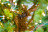 Искусственная ель Тамарак 260 см 3900 ламп зеленая