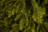 Искусственная ель Коттеджная 260 см 672 лампы зеленая Премиум