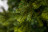Искусственная ель Датская 155 см 216 ламп зеленая